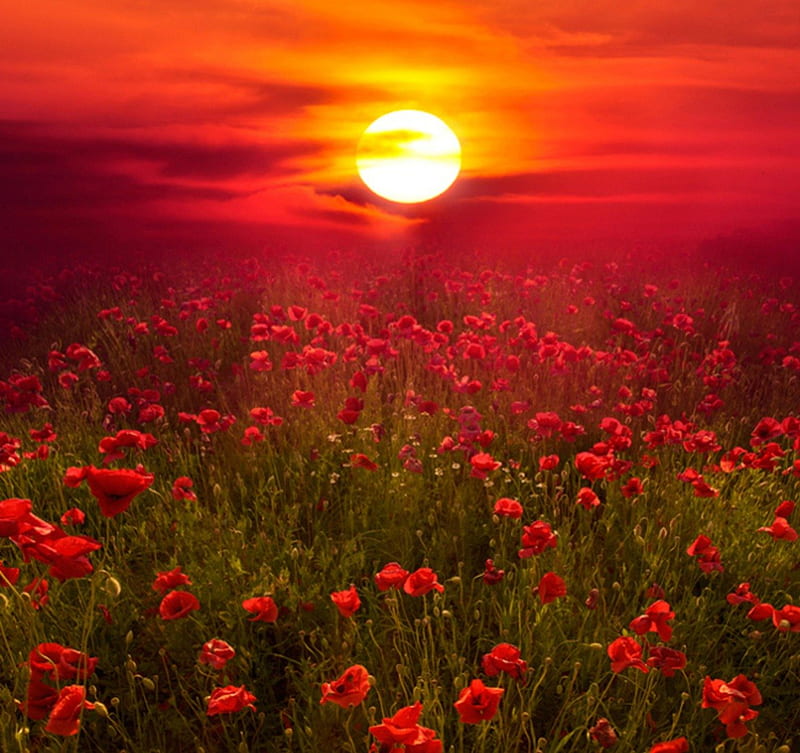 Sunset over Poppies Field, red, poppies, flowers, nature, bonito, sunset, clouds, sky, HD wallpaper