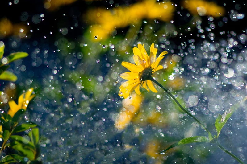 Flowers In The Rain, nature, sunflower, drizzle, raindrops, HD wallpaper