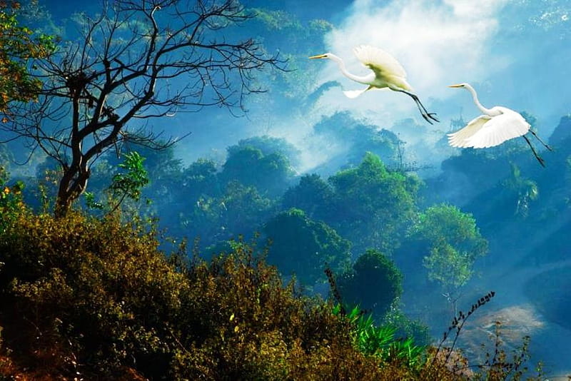 Morning Flight, forest, cranes, birds, trees, fog, blue, valley, mist, HD wallpaper