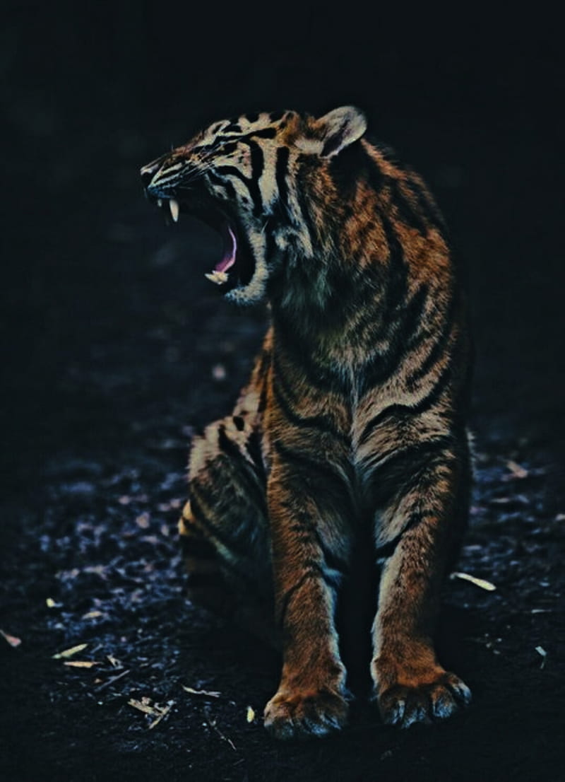 tiger, black, roar, tigers, tiger, wild, HD phone wallpaper