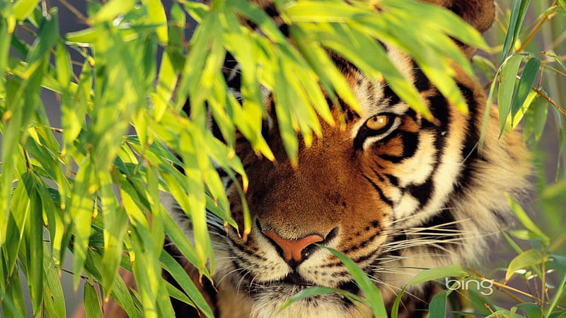 Hunting Tiger, tiger, tiger hunting prey, scary tiger, HD wallpaper | Peakpx