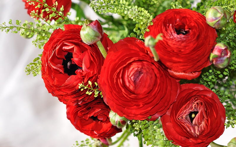 Ranunculus, red flowers, Asian buttercup, bouquet of red flowers, HD wallpaper