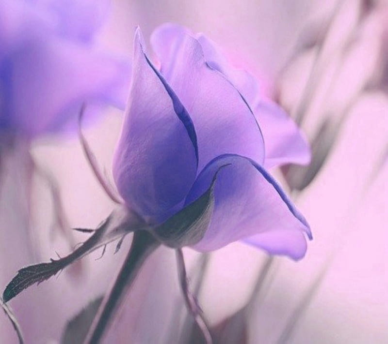 Purple Flower, natural, nature, new, nice, petals, stem, HD wallpaper