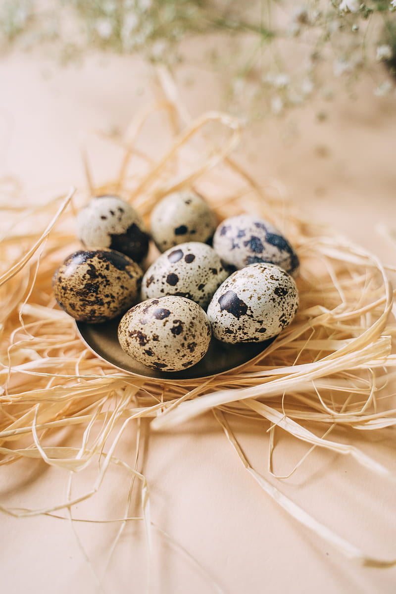 Blue and White Egg on Brown Nest, HD phone wallpaper