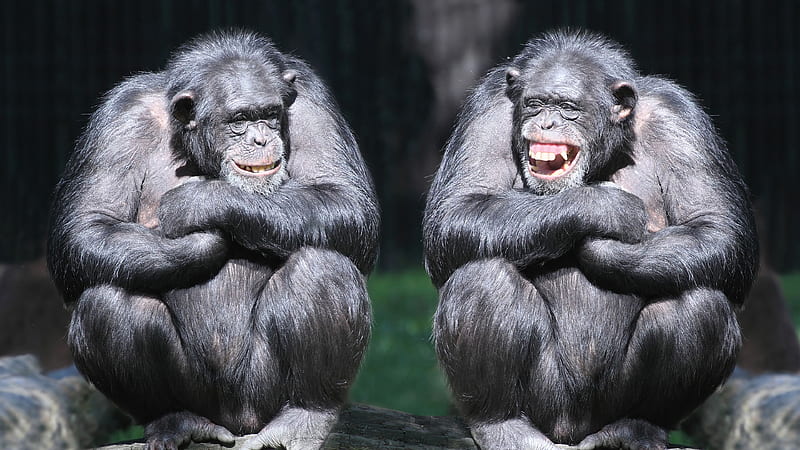 Funny Monkey Chimpanzee Face Smiling Blur Background Funny Monkey, HD wallpaper