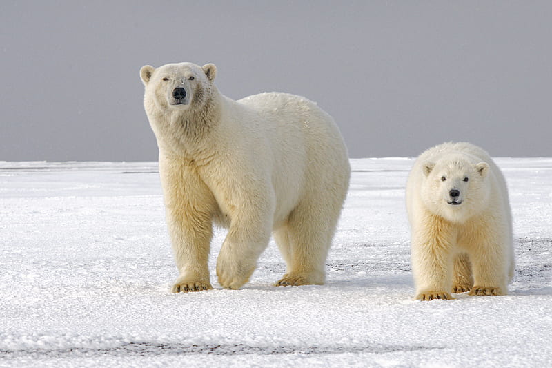 polar bear, bear, predator, glance, ice, snow, HD wallpaper