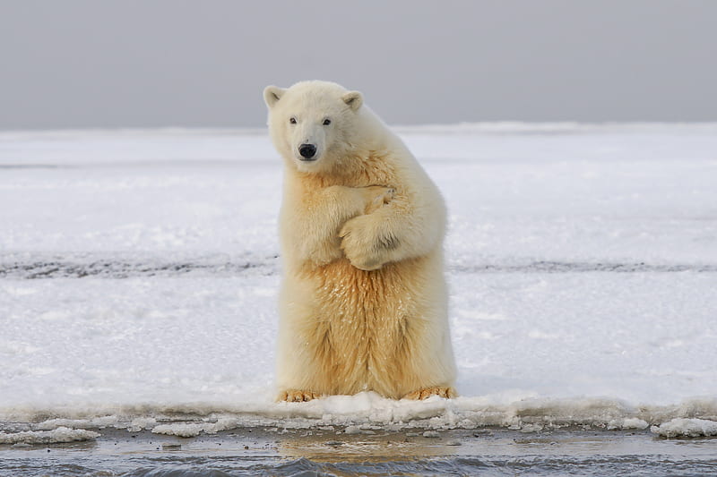 polar bear, bear, funny, ice, snow, HD wallpaper