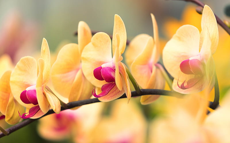 yellow orchids, beautiful flowers, orchid branch, tropical orchid flowers, yellow floral background, orchid background, HD wallpaper