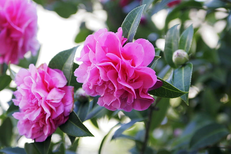 DOUBLE FLOWERED CAMELLIA, leaves, flowers, gardens, trees, pink, camellia, HD wallpaper