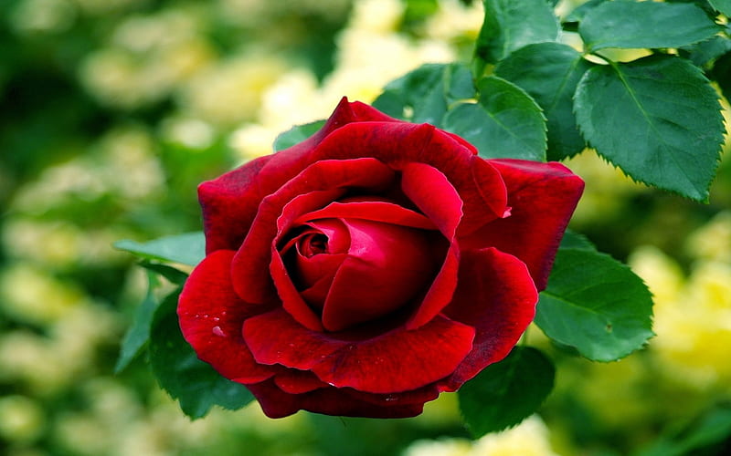 FRESH SMELL, flower, red, nature, rose, HD wallpaper