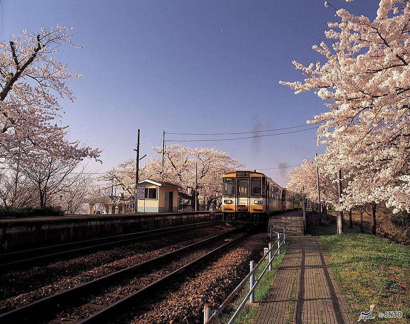 Cherry Trees of Notokashima Station, japan, japanese, train, station, nature, spring, scenery, cherry blossoms, HD wallpaper