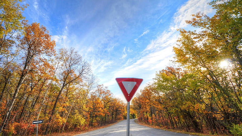yield sign on a country road in autumn, forest, autumn, road, signs, HD wallpaper