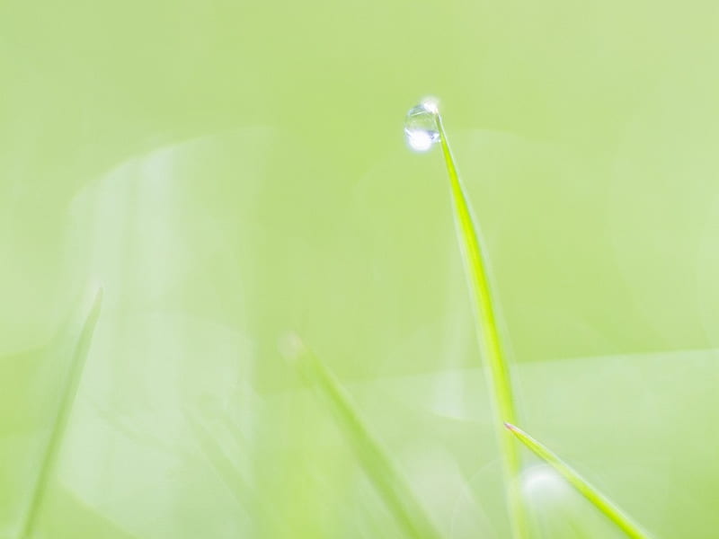 Dewdrop on tip of grass blades, green, grass, nature, blades, drops, HD wallpaper