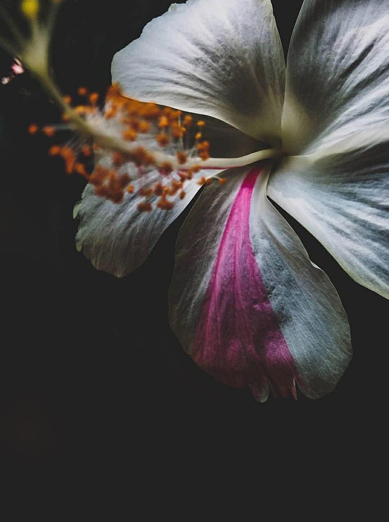Hibiscus, black, flower, HD phone wallpaper