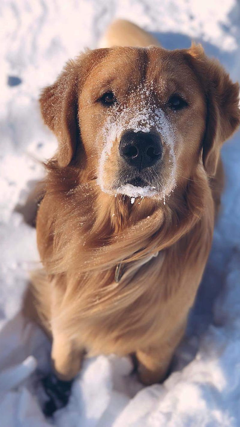 Sweet Dog in the Snow , animal, pet, cute, innocent, HD phone wallpaper
