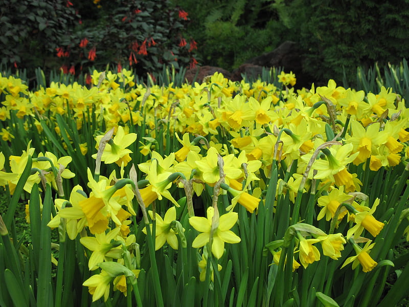Flowers for a cause 01, Yellow, Daffodils, Garden, Green, graphy, Flowers, HD wallpaper