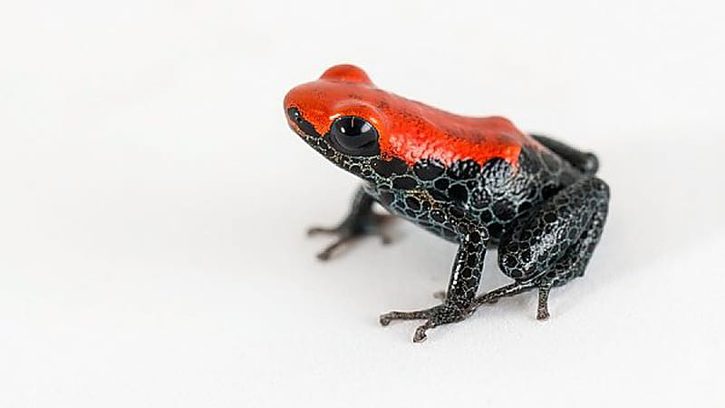 Redbacked Poison Dart Frog Black Legs In White Background Frog, HD wallpaper