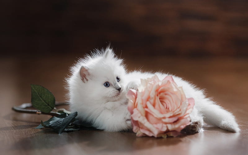 White Kitten with Rose, snout, rose, white, eyes, cat, kitten, animal, HD wallpaper