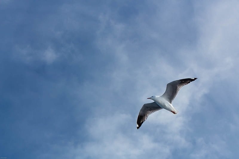 seagull, flight, wings, sky, HD wallpaper