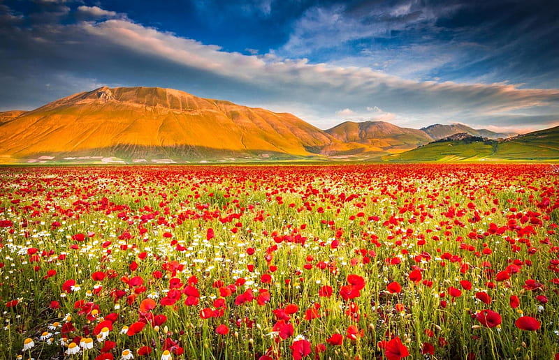 Umbria, Italy, mountains, poppies, flower, blossoms, field, HD wallpaper