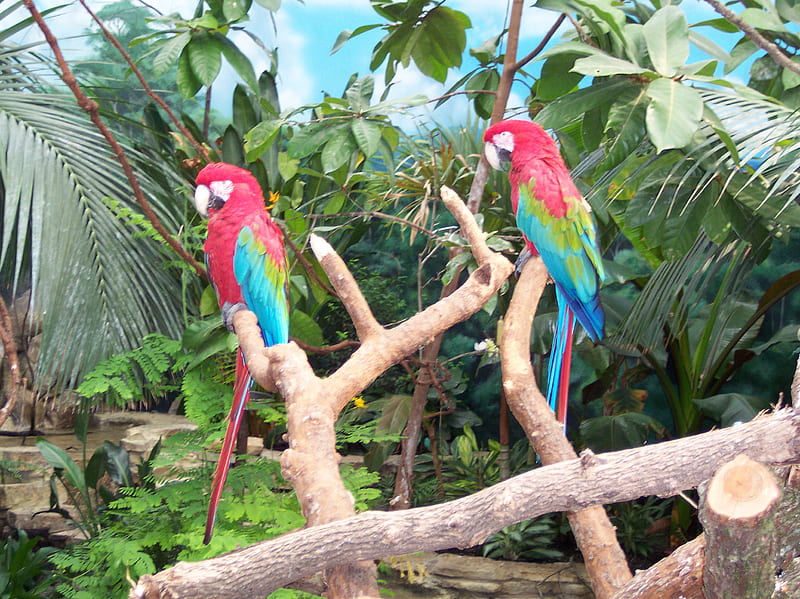 Parrots, bird, macaws, HD wallpaper | Peakpx