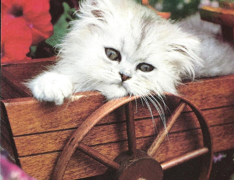 Kitten in a wagon, flower, wheel, kitten, wagon, HD wallpaper