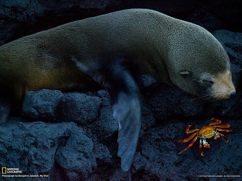 Seal and Crab Galapagos-National Geographic graphy, HD wallpaper