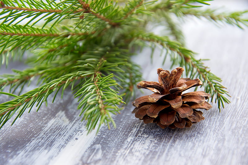 Close-UP of Pine Cone, HD wallpaper