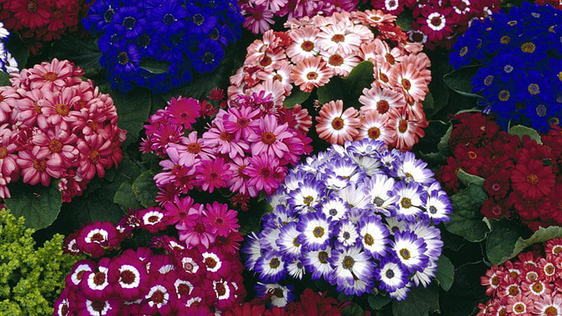Colorful Cineraria Flowers Flowers, HD wallpaper