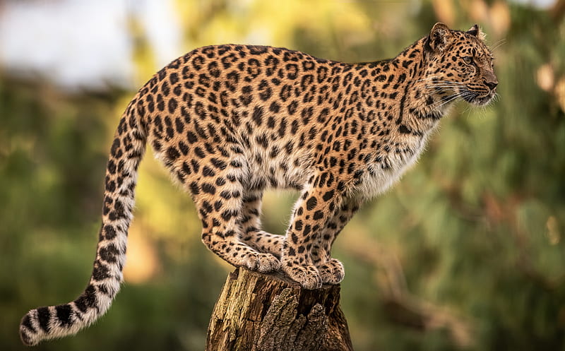 Cats, Leopard, Big Cat, Wildlife, predator (Animal), HD wallpaper