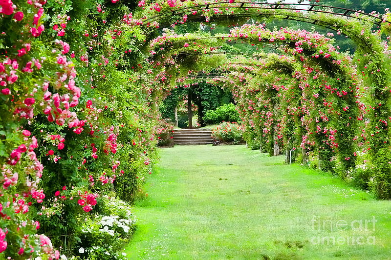 rose garden, arch, green, grass, garden, nature, roses, HD wallpaper
