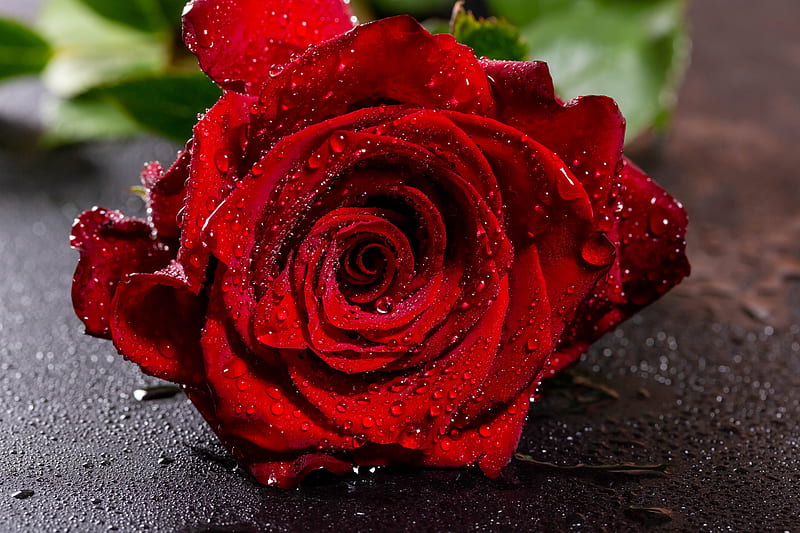rose, red, wet, petals, drops, HD wallpaper
