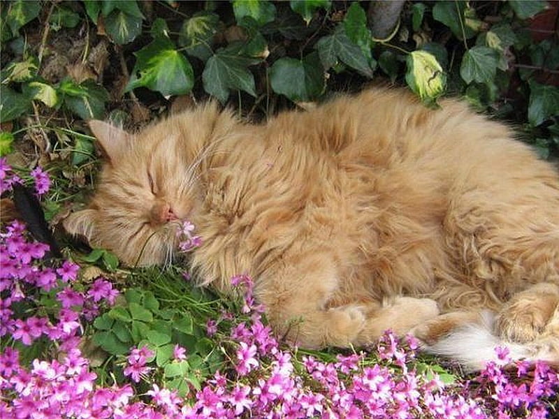Comfy in the Flowers, kittens, graphy, cats, animals, HD wallpaper
