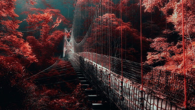 pedestrian hanging bridge in a red forest, forest, red, hanging, bridge, HD wallpaper