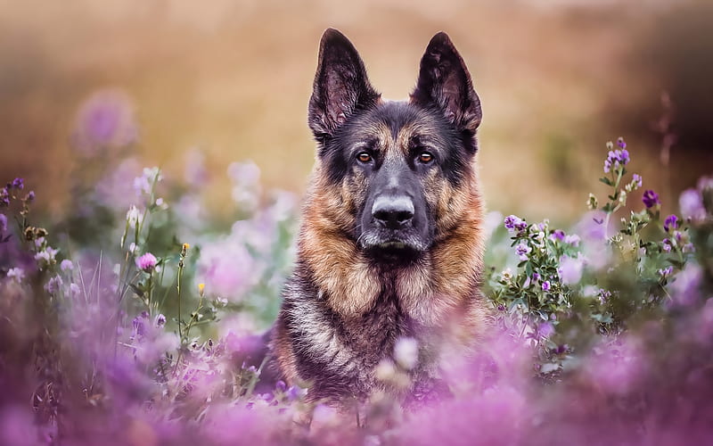 German Shepherd, bokeh, lawn, pets, cute animals, flowers, dogs, German Shepherd Dog, HD wallpaper