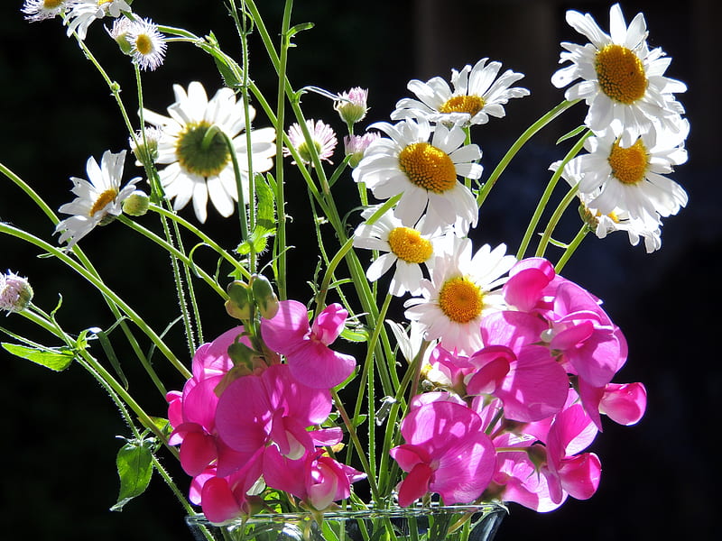Sunshine Bouquet, Sweet Peas, graphy, Flowers, Daisies, Sunshine, Nature, Bouquet, HD wallpaper