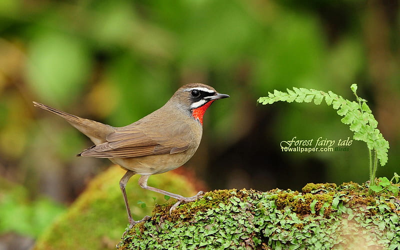 forest birds-Red-throated Robin Siberian Rubythroat wild, HD wallpaper