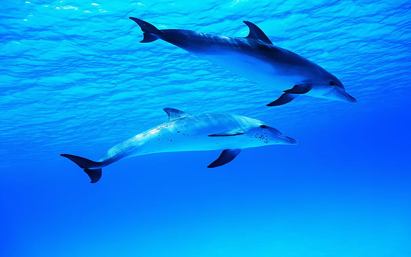 Dolphin Duo, fins, ocean, playful, bonito, dorsal fin, play, pod, water, dolphins, deep, swim, nature, blue, HD wallpaper