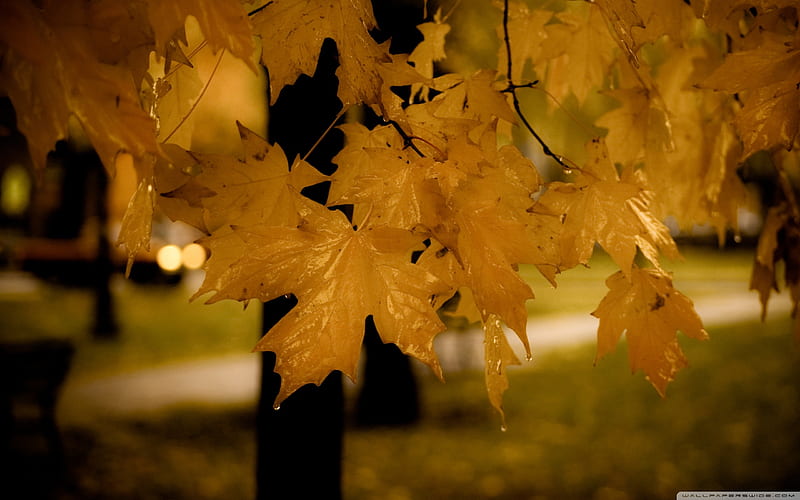 drizzle-Autumn Landscape, HD wallpaper