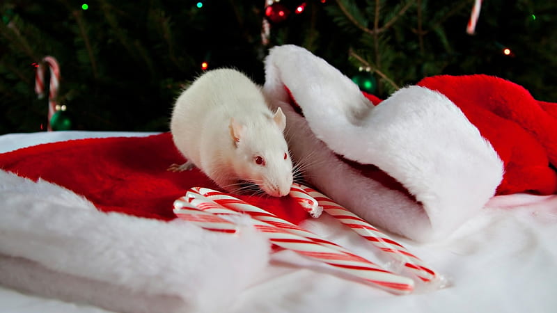 Not A Creature Was Stirring....., Not A Creature Was Stirring, santa mouse, Not A Creature Was Stirring not even a mouse, christmas mouse, HD wallpaper