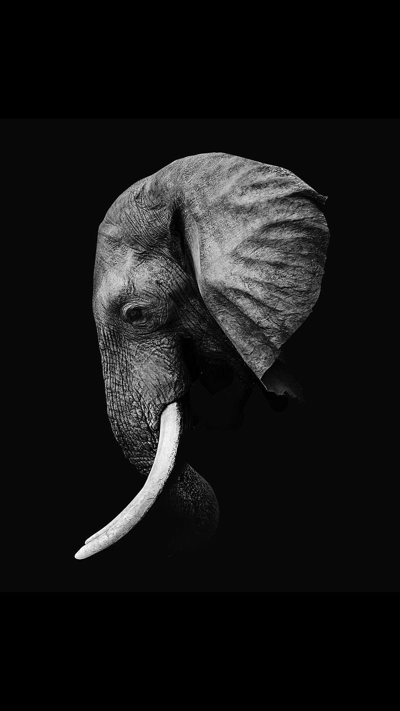 Black elephant, animal, animals, art, black, elephant, face, pace, pacefull, sad, wild, HD phone wallpaper