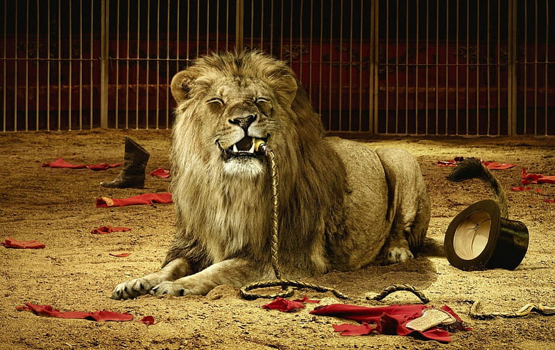 El domador de leones, circo, siguiente, payasos, Fondo de pantalla HD |  Peakpx