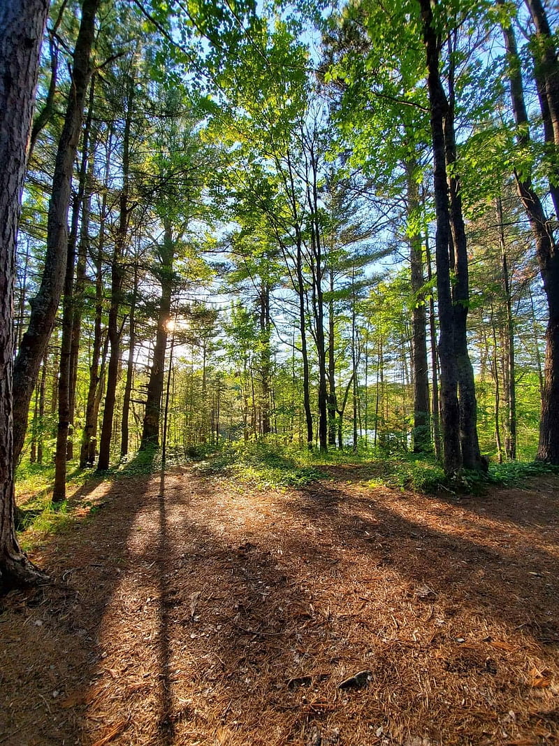 Trees, bonito, forest, green, nature, samsung, sunny, HD phone ...