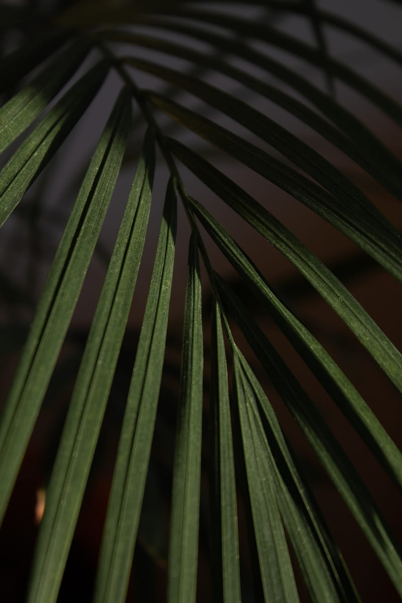 leaf, branch, palm, macro, HD phone wallpaper