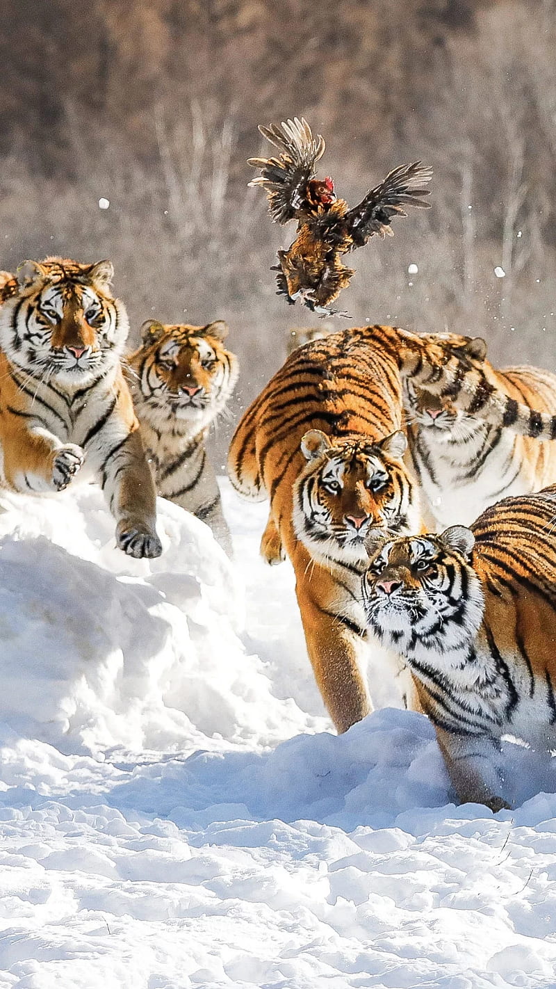 Attack, animal, bird, snow, tiger, tigers, wild, HD phone wallpaper | Peakpx
