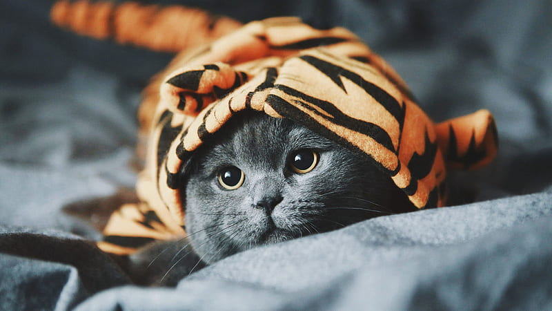 Funny Ash Cat Inside Tiger Cloth Cat, HD wallpaper