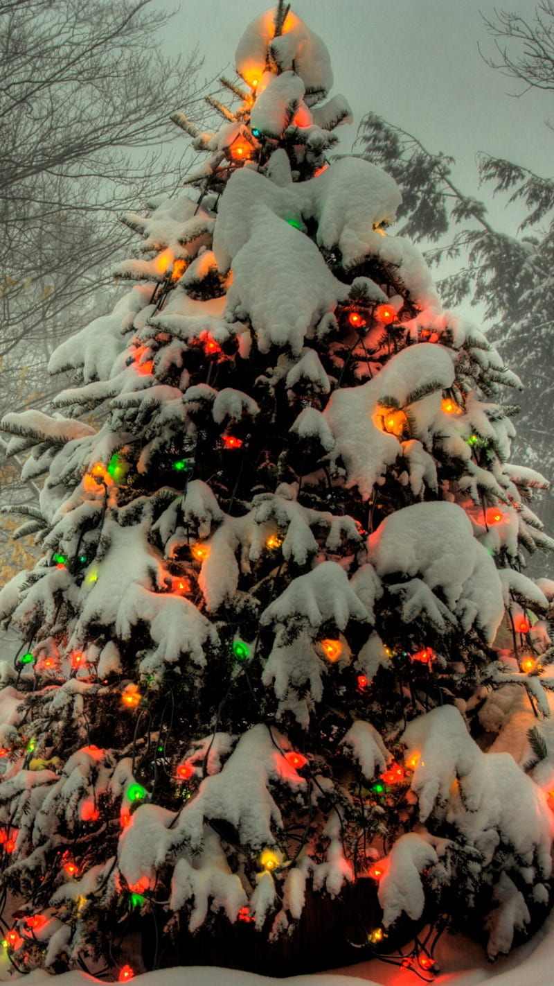 Christmas Tree, holiday, lights, HD phone wallpaper