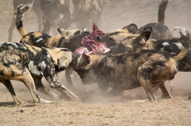 African wild dogs, hunt, hunger, violent, aggression, HD wallpaper