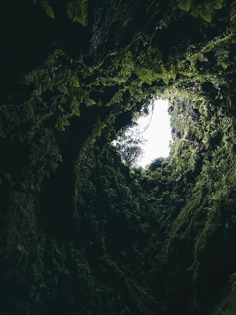 cave, fern, moss, plants, dark, HD phone wallpaper