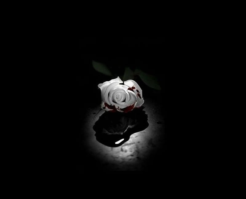 Blooded in the dark, goth, fantasy, white rose, rose, dark, blood, HD wallpaper